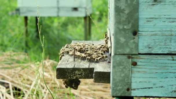 蜂蜜是一种养蜂产品 蜜蜂飞了出来 飞进了一个木制老式蜂窝的圆形入口 在一个鸟巢的近景 蜜蜂成群结队地在蜂窝里飞来飞去 — 图库视频影像