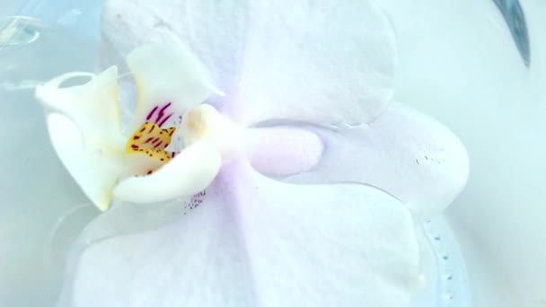 Krásná Bílá Orchidej Květina Růžovým Středem Květiny Zblízka Makro Natáčení — Stock video