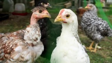 Yakın plan beyaz, kahverengi ve gri tavuklar küçük bir eko çiftliğindeki kırsalda otları gagalarlar. Çiftçilik ve Hayvan Konsepti. Organik kümes hayvanları yetiştirme kavramı.