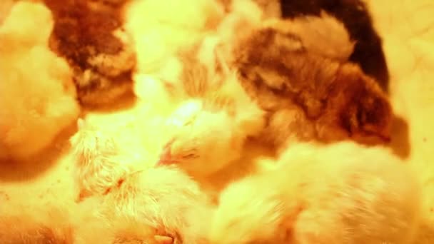 Farklı Renkte Uykulu Yeni Doğmuş Bir Grup Tavuk Bir Kuvözle — Stok video