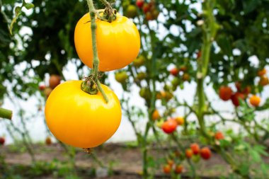 Sarı domatesler yakın plandaki bir seranın çalılığında yetişir. İş konsepti, taze hasat, çiğ yiyecekler için vejetaryen diyeti. GDO 'suz organik gıda.