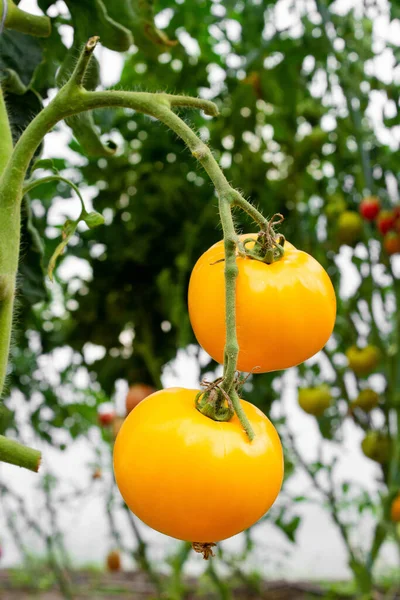 Sarı domatesler yakın plandaki bir seranın çalılığında yetişir. İş konsepti, taze hasat, çiğ yiyecekler için vejetaryen diyeti. GDO 'suz organik gıda.