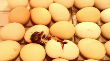 Yeni doğmuş küçük civciv kuluçka makinesindeki yumurtadan çıkıyor. Tavuklar, ördekler ve kazlar için kuluçka makinesinde tavuk yumurtası.