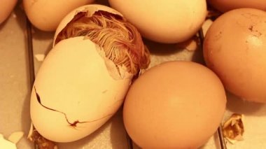Yumurtadan çıkan küçük civciv kuluçka makinesinde yumurtadan çıkmak için son çabasını harcıyor. Bir tavuğun doğumu