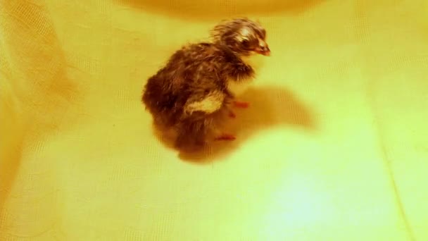 Одна Маленька Новонароджена Курка Інкубатор Вирощування Птиці Курятини Вакцинація Курей — стокове відео