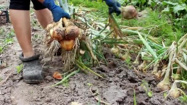 Fazendeiro Fêmea Mãos Puxando Cebola Cabeçada Chão Seco Campo Agricultor — Vídeo de Stock