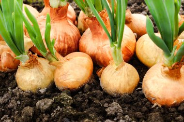 Soğan ampulü ile arka plan hasat ediliyor, yakın plan. Soğan bitkileri tarlada yetişiyor. Kapatın. Yazın soğan hasadı.