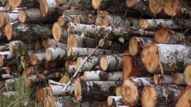 Çimlerin üzerinde bir huş ağacı yığını var. Yığınla odun kestim. Şömine için kütük yığını.