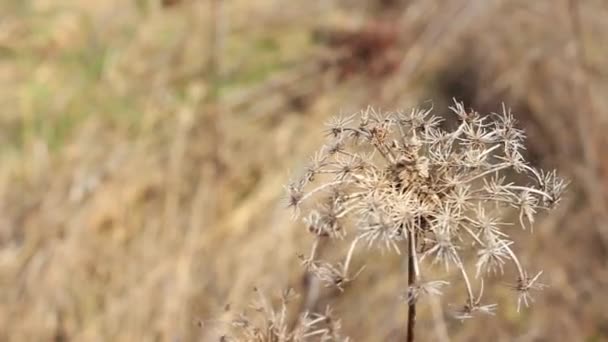 一根干枯的荆棘在风中摇曳 落在田野的后面 — 图库视频影像