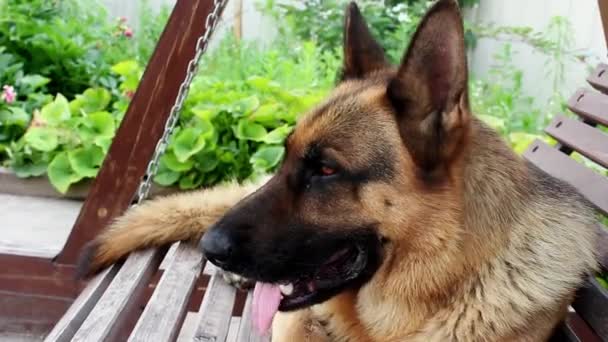 フレームを調べるドイツの羊飼いのクローズアップの銃口 その犬は歯でハエを捕まえる 夏に庭で大きな美しいかわいい黒と茶色のサービス犬ドイツの羊飼いのスイング — ストック動画
