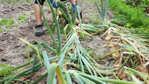 Female Farmer Hands Pulling Out Headed Onion Dry Ground Field — Stock Video