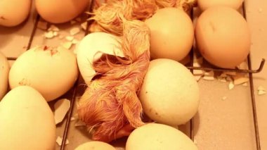 Yeni doğmuş küçük civciv kuluçka makinesindeki yumurtadan çıkıyor. Tavuklar, ördekler ve kazlar için kuluçka makinesinde tavuk yumurtası..