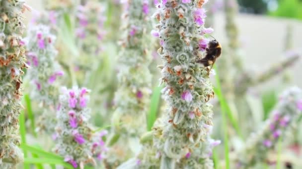 Bumblebee Recoge Miel Las Flores Cerca Abejorro Poliniza Flor Flores — Vídeo de stock