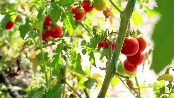 Farmer Hands Plucks Ripe Cherry Tomatoes Bush Harvesting Red Cherry — Stock Video