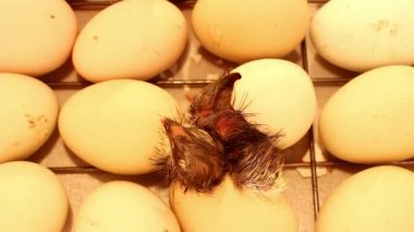 Yeni doğmuş küçük civciv kuluçka makinesindeki yumurtadan çıkıyor. Tavuklar, ördekler ve kazlar için kuluçka makinesinde tavuk yumurtası.