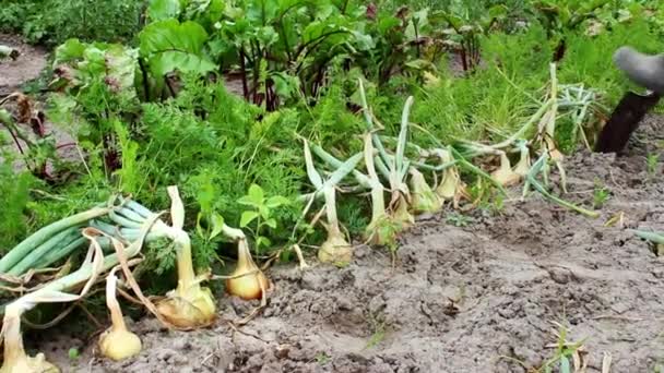 Female Farmer Puts Onions Box Field Farmer Harvesting Organic Produce — Stock Video