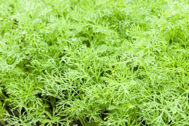 Organik dereotu çiftlikte yetişmiş. Dereotundan yeşil dallar hasat et. Dill açık arazide yetişir. Seçici odaklanma. Organik tarım kavramı.