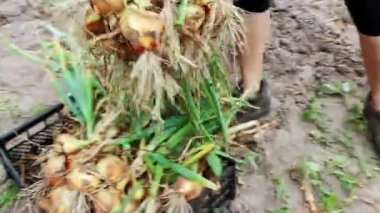 Dişi çiftçi, tarladaki bir kutuya soğan koyar. Sebze bahçesinde organik ürün hasat eden çiftçi. Yazın soğan hasadı.