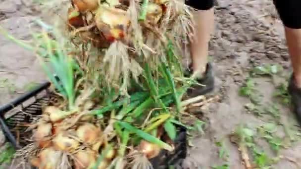 Vrouwelijke Boer Doet Uien Een Doos Het Veld Boeren Oogsten — Stockvideo