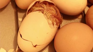Yumurtadan çıkan küçük civciv kuluçka makinesinde yumurtadan çıkmak için son çabasını harcıyor. Bir tavuğun doğumu.