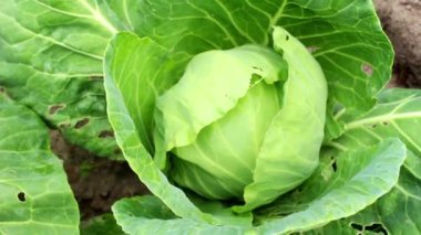 Bahçe yataklarında haşere yemiş lahana hasadı. GDO 'suz organik yiyecekler. Organik tarım ve ekolojik sebze yetiştirme kavramı.