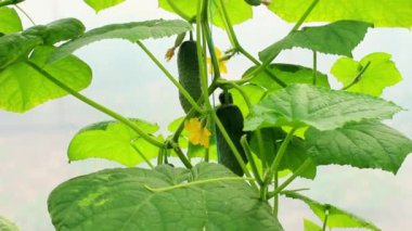 Genç, yeşil bir salatalık seradaki bir çalıya tutunuyor. İş konsepti, taze hasat, çiğ yiyecekler için vejetaryen diyeti. GDO 'suz organik gıda.