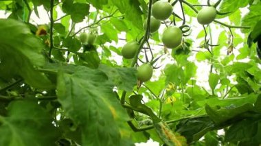Genç, yeşil bir salatalık seradaki bir çalıya tutunuyor. İş konsepti, taze hasat, çiğ yiyecekler için vejetaryen diyeti. GDO 'suz organik gıda.