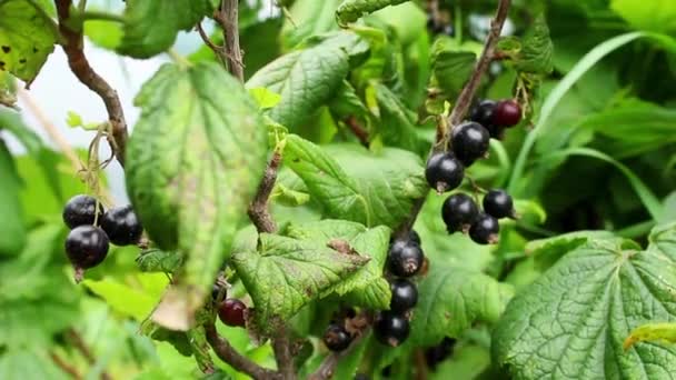 Closeup Black Currant Bush Ripe Berries Berries Ripe Blackcurrants Hang — Stock video