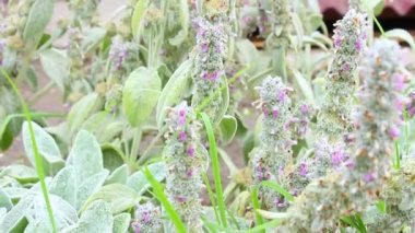 Bumblebee çiçeklerden bal topluyor. Yabanarısı çiçeği tozlaştırır. Bahar çiçekleri