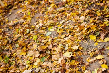 Fallen yellow and orange autumn leaves lying on the ground. Autumn Leaf Background.