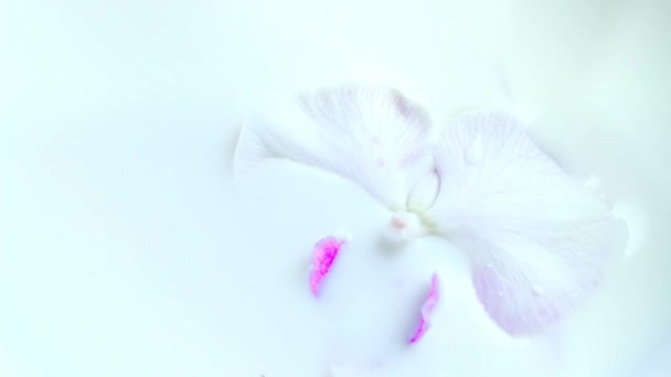 Beautiful White Orchid Flower Pink Middle Floats Milk Phalaenopsis Moth — Video Stock