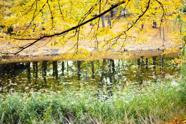 Nehir kenarındaki sonbahar renkli ağaçlar. Sonbahar manzarası. Sonbahar parkındaki göl. Yumuşak odak