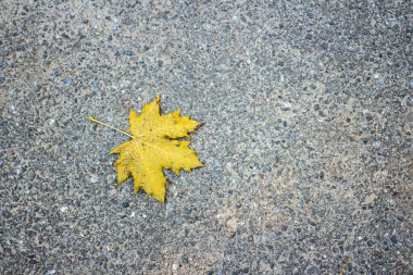 Sarı akçaağaç yaprağı gri asfaltta yatar. Metin için yer