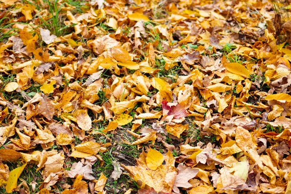 Gefallene Gelbe Und Orangefarbene Herbstblätter Liegen Auf Dem Grünen Gras — Stockfoto