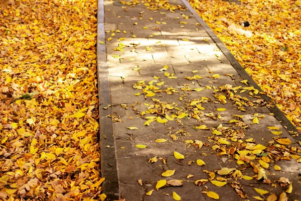 Gefallene Gelbe Und Orangefarbene Herbstblätter Liegen Auf Der Gasse Herbst — Stockfoto
