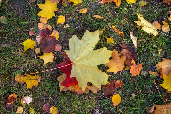 Fallen Yellow Orange Maple Leaves Lying Green Grass Autumn Leaf — Stock Photo, Image