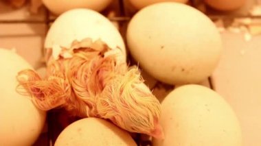 Yeni doğmuş küçük civciv kuluçka makinesindeki yumurtadan çıkıyor. Tavuklar, ördekler ve kazlar için kuluçka makinesinde tavuk yumurtası.