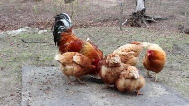 Birkaç kırmızı ve beyaz evcil tavuk ve horozlar küçük bir eko çiftliğinde tahıl yiyorlar. Çiftçilik ve Hayvan Konsepti. Organik kümes hayvanları yetiştirme kavramı