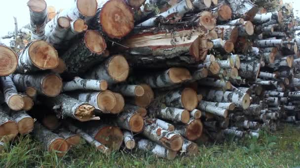 Pile Birch Firewood Lies Grass Chopped Firewood Stacked Pile Pile — Stock Video