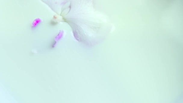 Beautiful White Orchid Flower Pink Middle Floats Milk Phalaenopsis Moth — Αρχείο Βίντεο