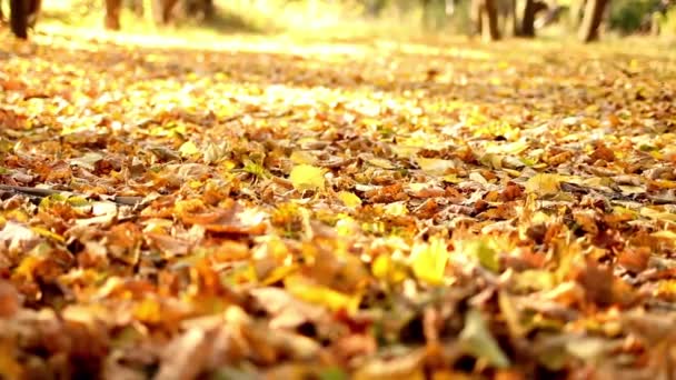 Autumn Park Legs Little Child Walk Yellow Orange Leaf Taken — 비디오