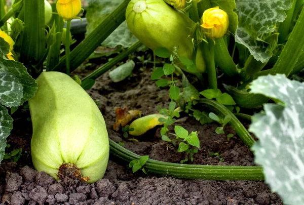 Zucchini Grows Garden Leaves Squash Lies Ground Bush Vegetable Garden — Stockfoto