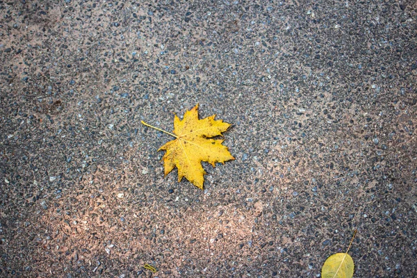 Yellow Maple Leaf Lies Gray Asphalt Place Text — Zdjęcie stockowe