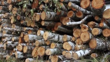 Çimlerin üzerinde bir huş ağacı yığını var. Yığınla odun kestim. Şömine için kütük yığını