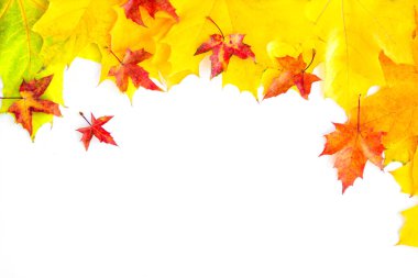 Background of many yellow maple leaves with space for text on a white background. Autumn Leaf Background.