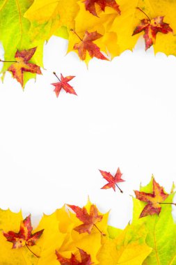 Vertical background of many yellow maple leaves with space for text on a white background. Autumn Leaf Background.