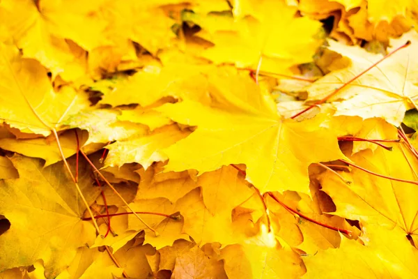 Background Many Yellow Maple Leaves Close Autumn Leaf Background — ストック写真