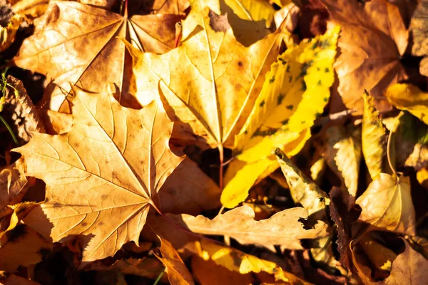Падшие Жёлтые Оранжевые Кленовые Листья Лежат Земле Фон Осеннего Листа — стоковое фото