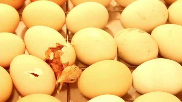 Newborn Little Chick Coming Out Egg Incubator Chicken Eggs Incubator — Stock Video