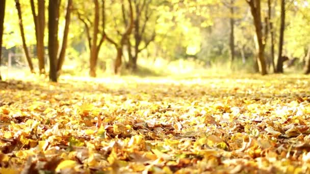 Fallen Yellow Orange Autumn Leaves Lying Ground Autumn Leaf Background — Vídeos de Stock